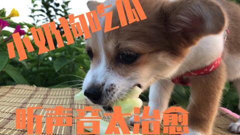 娱乐吃瓜酱送小狗视频,温馨瞬间感动网友